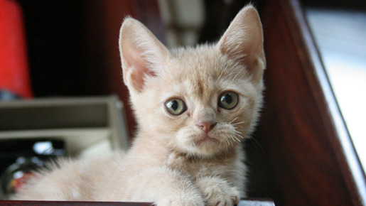 ねこばん3D　とび出すにゃんこ 11枚目の写真・画像