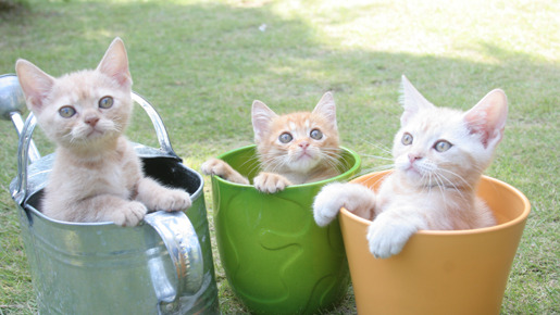 ねこばん3D　とび出すにゃんこ 12枚目の写真・画像