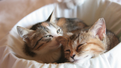 ねこばん3D　とび出すにゃんこ 13枚目の写真・画像