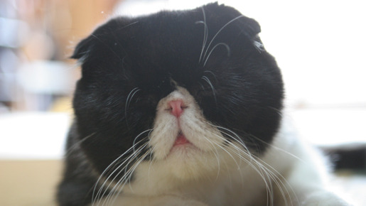 ねこばん3D　とび出すにゃんこ 14枚目の写真・画像