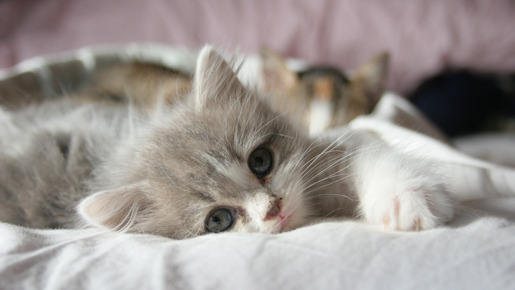 ねこばん3D　とび出すにゃんこ 15枚目の写真・画像