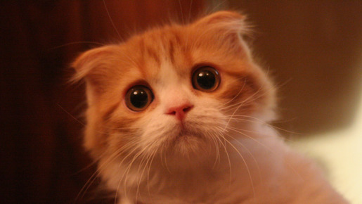 ねこばん3D　とび出すにゃんこ 16枚目の写真・画像