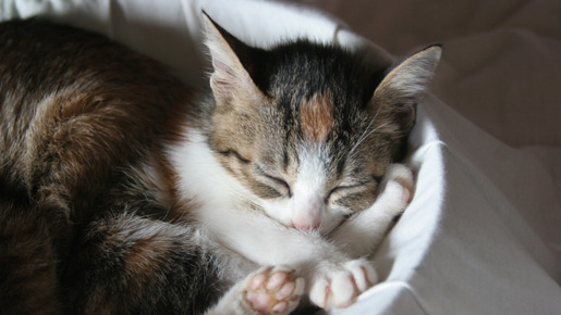 ねこばん3D　とび出すにゃんこ 17枚目の写真・画像