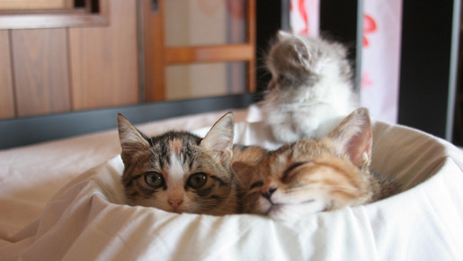 ねこばん3D　とび出すにゃんこ 18枚目の写真・画像