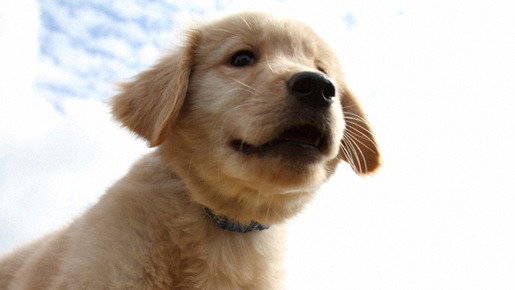 ロック 〜わんこの島〜 3枚目の写真・画像