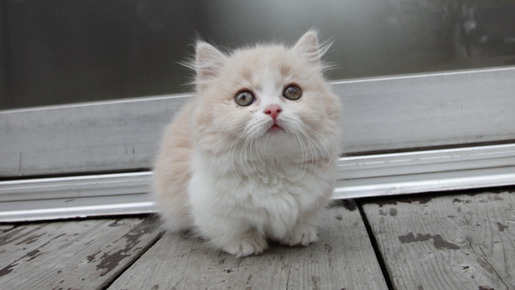 コネコノキモチ 3枚目の写真・画像