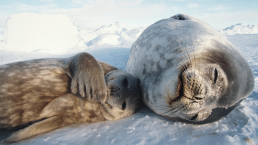 ライフ −いのちをつなぐ物語− 2枚目の写真・画像