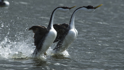ライフ −いのちをつなぐ物語− 4枚目の写真・画像