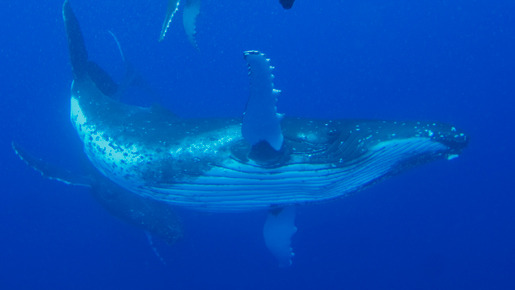 ライフ −いのちをつなぐ物語− 5枚目の写真・画像