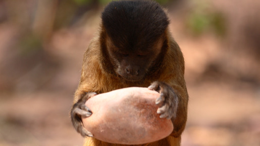 ライフ −いのちをつなぐ物語− 6枚目の写真・画像