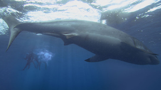 赤い珊瑚礁 オープン ウォーター5枚目の写真 画像 Cinemacafe Net