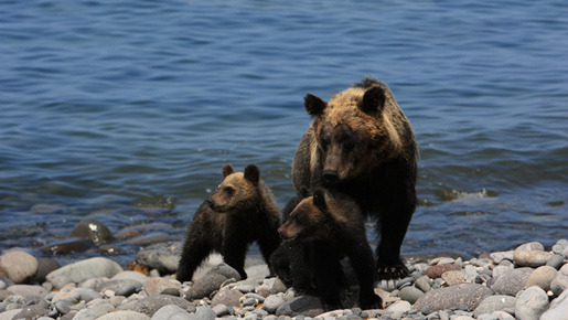 日本列島　いきものたちの物語 3枚目の写真・画像