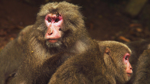 日本列島　いきものたちの物語 5枚目の写真・画像
