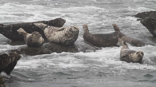 日本列島　いきものたちの物語 6枚目の写真・画像