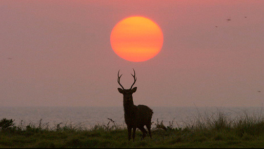 日本列島　いきものたちの物語 10枚目の写真・画像