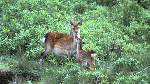 日本列島　いきものたちの物語 11枚目の写真・画像