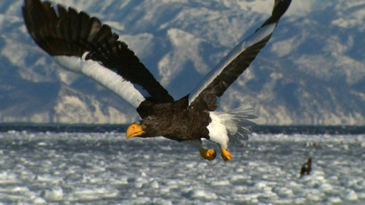 日本列島　いきものたちの物語 12枚目の写真・画像