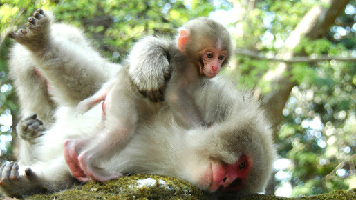 日本列島　いきものたちの物語 15枚目の写真・画像