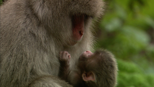 日本列島　いきものたちの物語 16枚目の写真・画像