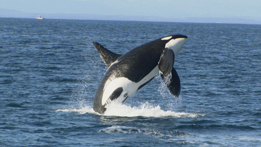 日本列島　いきものたちの物語 17枚目の写真・画像