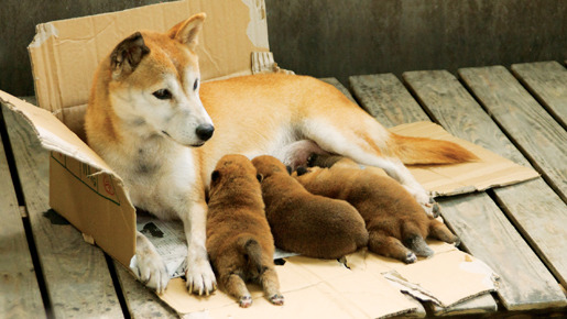 ひまわりと子犬の7日間 3枚目の写真・画像