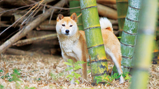ひまわりと子犬の7日間 9枚目の写真・画像