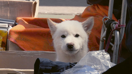 ムサン日記〜白い犬 6枚目の写真・画像