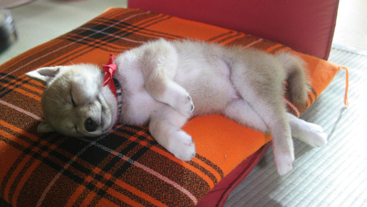 マメシバ一郎 3D 2枚目の写真・画像