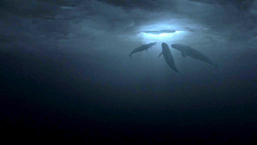 だれもがクジラを愛してる。 10枚目の写真・画像