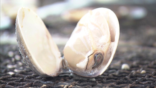 長良川ド根性 6枚目の写真・画像