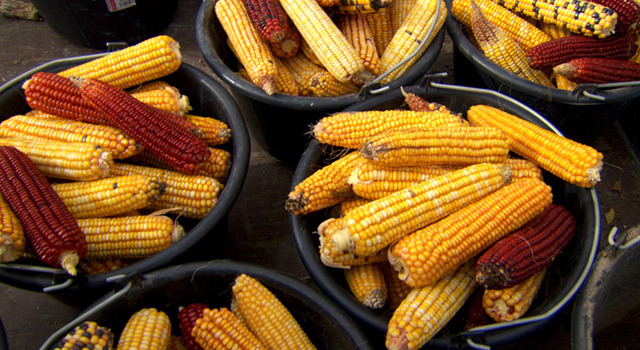 世界が食べられなくなる日 6枚目の写真・画像