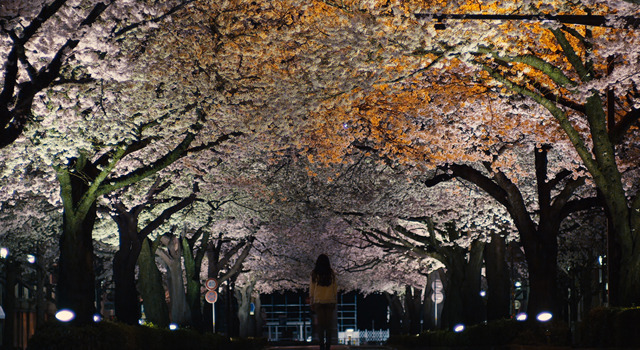 桜並木の満開の下に 5枚目の写真・画像
