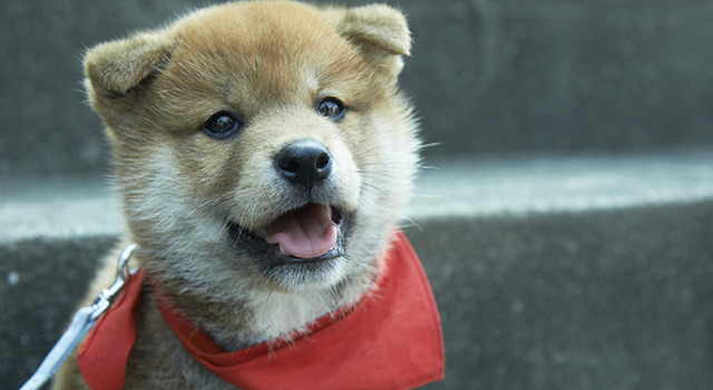 幼獣マメシバ　望郷篇 3枚目の写真・画像