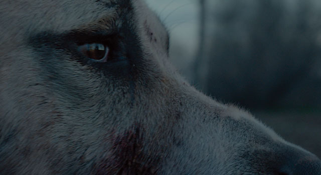 シーヴァス　王子さまになりたかった少年と負け犬だった闘犬の物語 7枚目の写真・画像