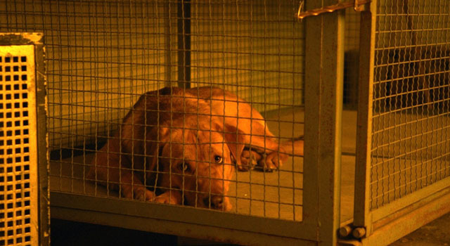 ホワイト・ゴッド　少女と犬の狂詩曲 5枚目の写真・画像