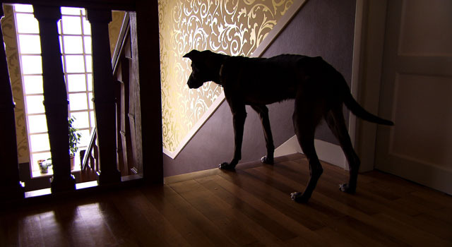 犬を連れた女 2枚目の写真・画像