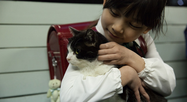 4／猫 -ねこぶんのよん- 1枚目の写真・画像