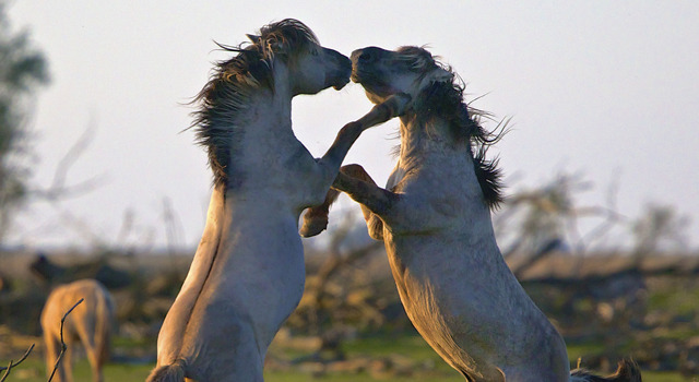 シーズンズ　2万年の地球旅行 1枚目の写真・画像
