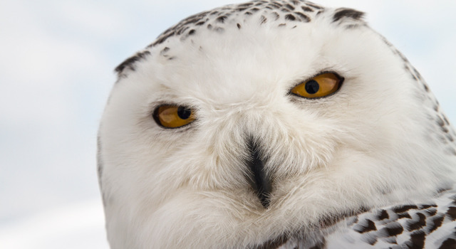 シーズンズ　2万年の地球旅行 3枚目の写真・画像