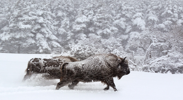 シーズンズ　2万年の地球旅行 4枚目の写真・画像