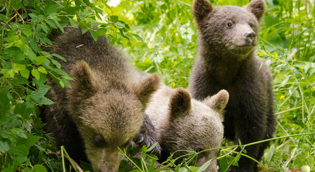 シーズンズ　2万年の地球旅行 5枚目の写真・画像