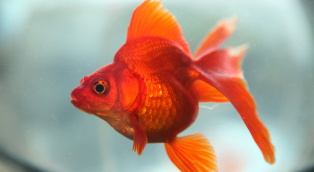 蜜のあわれ 12枚目の写真・画像