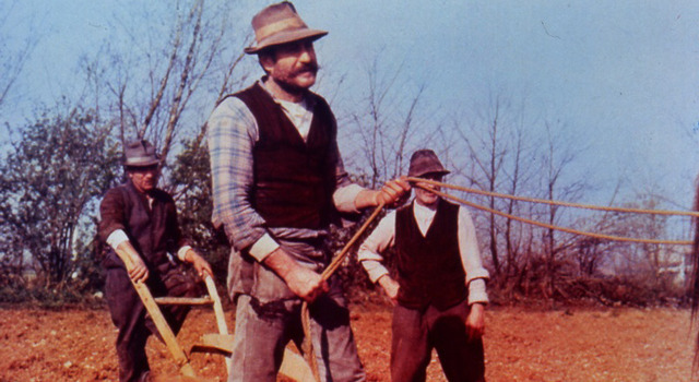 木靴の樹 4枚目の写真・画像