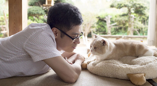 ねこあつめの家 1枚目の写真・画像