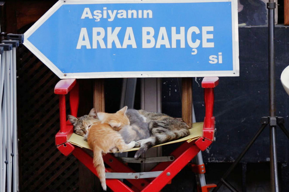 猫が教えてくれたこと 9枚目の写真・画像