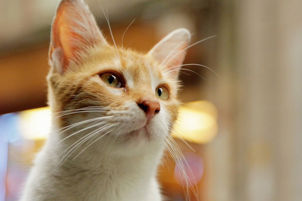 猫が教えてくれたこと 11枚目の写真・画像