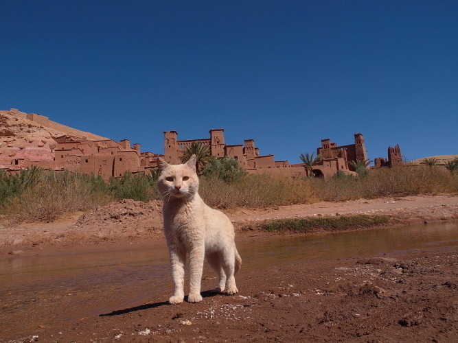 劇場版 岩合光昭の世界ネコ歩き コトラ家族と世界のいいコたち 3枚目の写真・画像