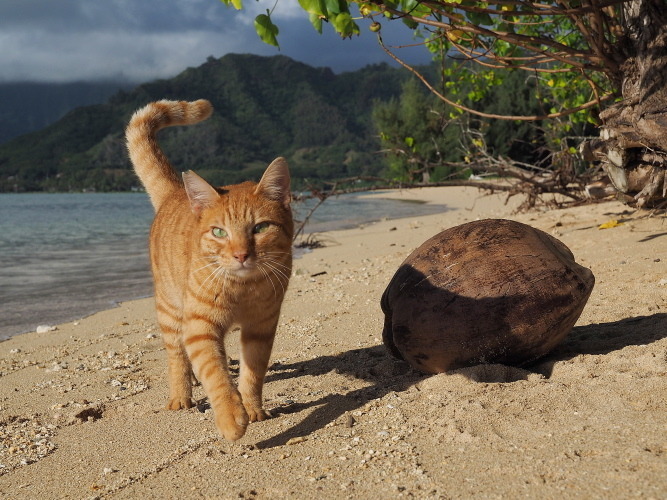 劇場版 岩合光昭の世界ネコ歩き コトラ家族と世界のいいコたち 8枚目の写真・画像