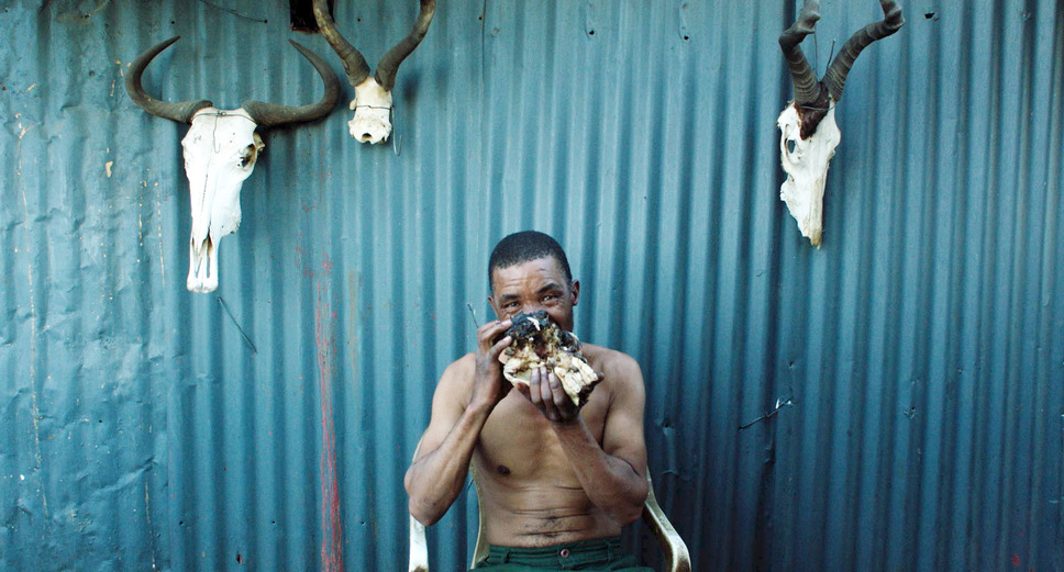 サファリ 3枚目の写真・画像