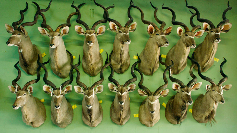 サファリ 8枚目の写真・画像